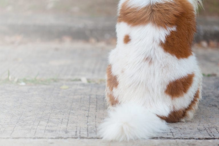 How to Clean Pet Hair: Are you drowning in Pet Hair? Here are 5 great way to help keep the pet hair under control. Great advice from readers of The Bold Abode! #pets #dogs #cats #cleaning #cleaningtips